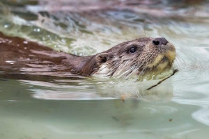 Річка otter (popey, звичайна видра) Річка otter (popey, звичайна видра)